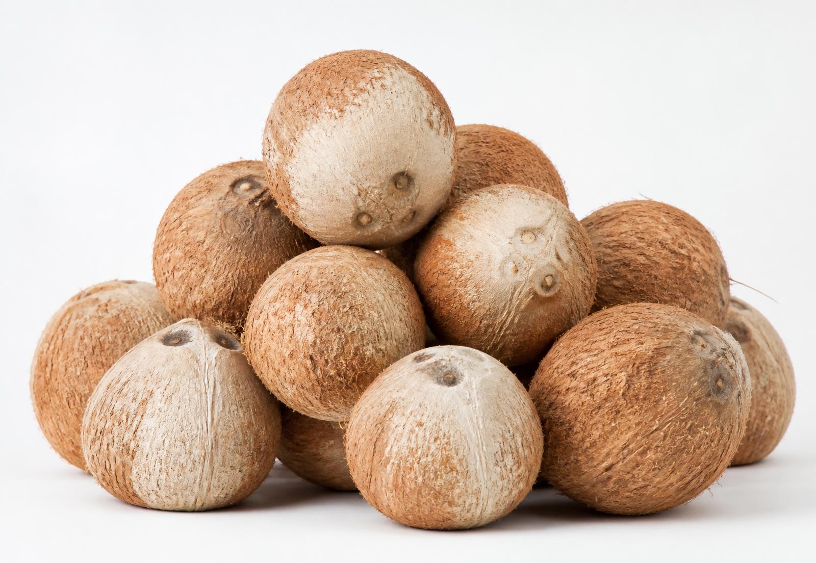 Premium Indian brown semi-husked coconuts ready for export